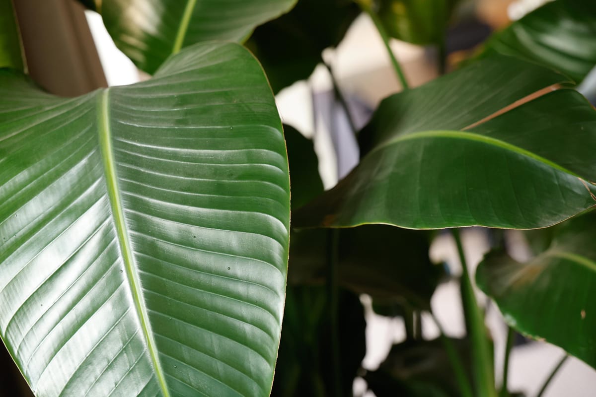 Foto 14 van Rongen 13