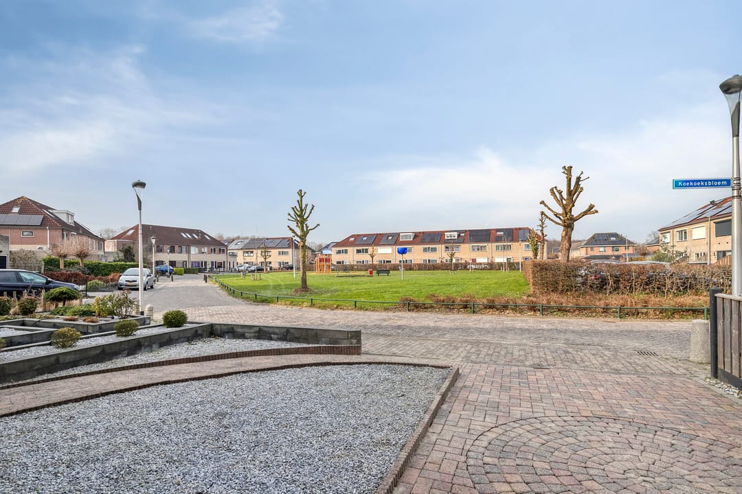 Foto 37 van Koekoeksbloem 1