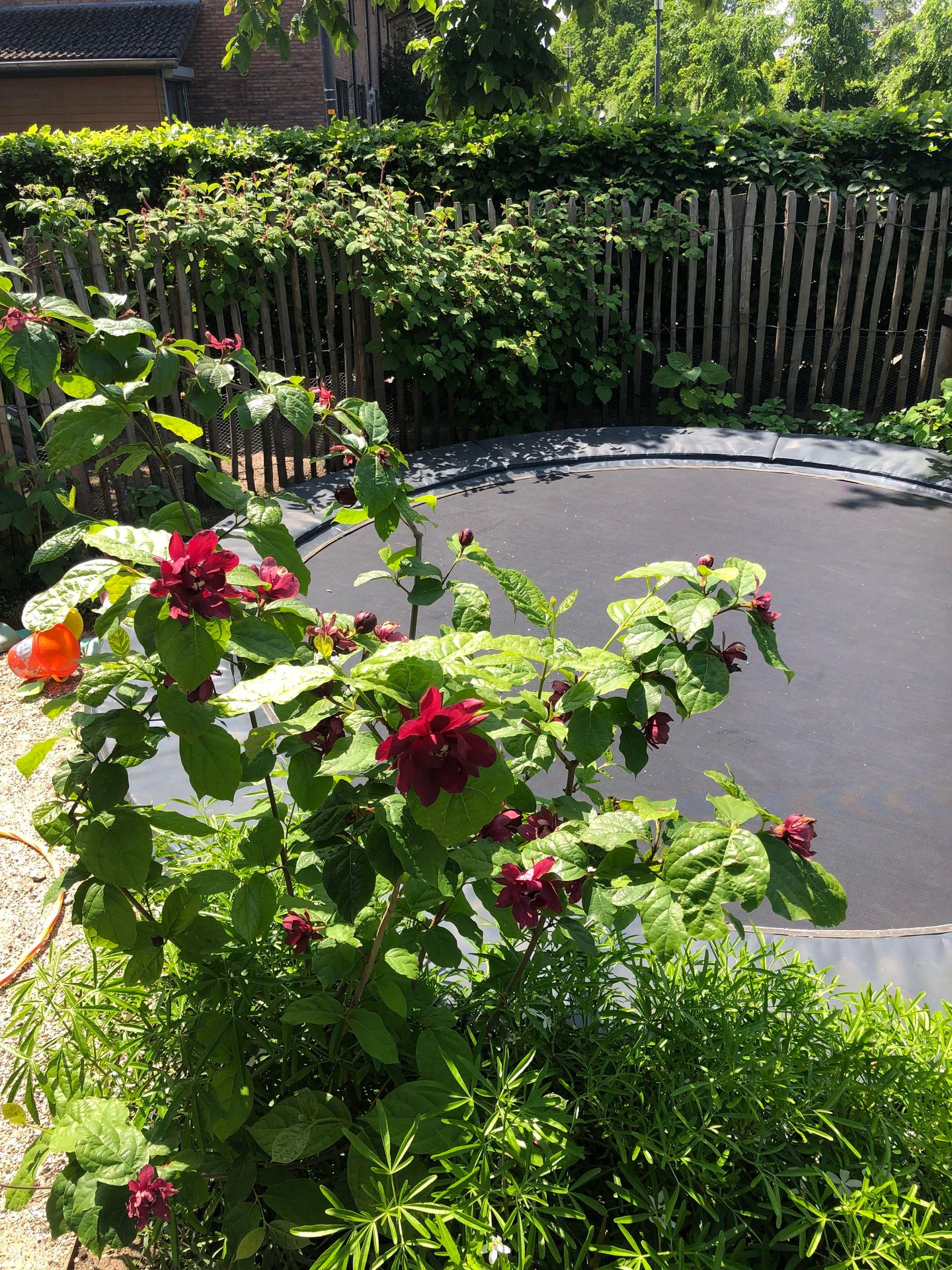 Photo 50 of Doornboshoeve 2