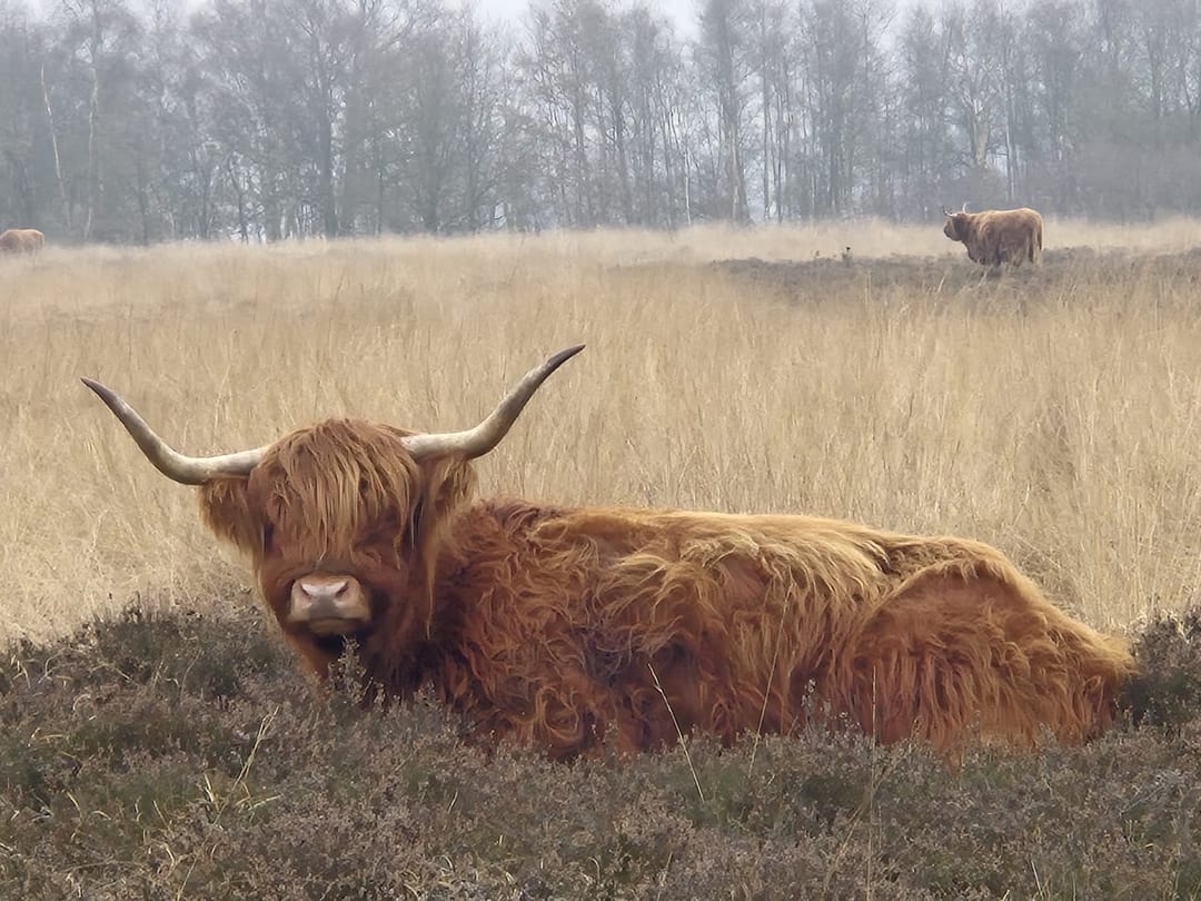 Foto 47 van Bungalowpark 42