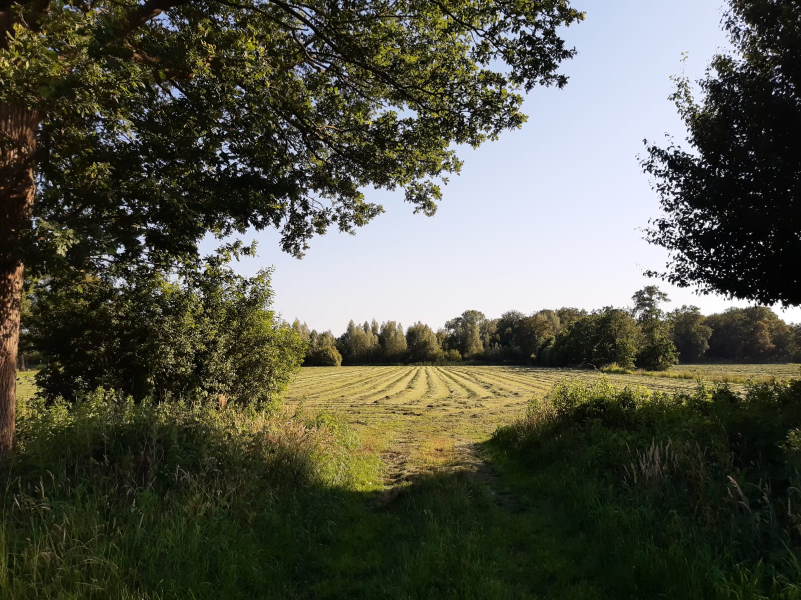 Foto 51 van Esdoornlaan 2