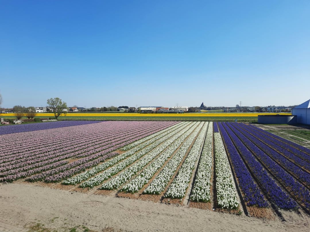 Foto 31 van Torenlaan 11