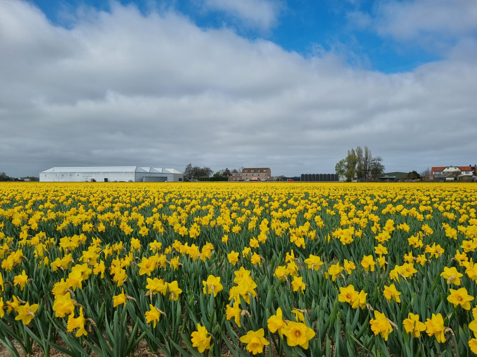 Foto 33 van Torenlaan 11