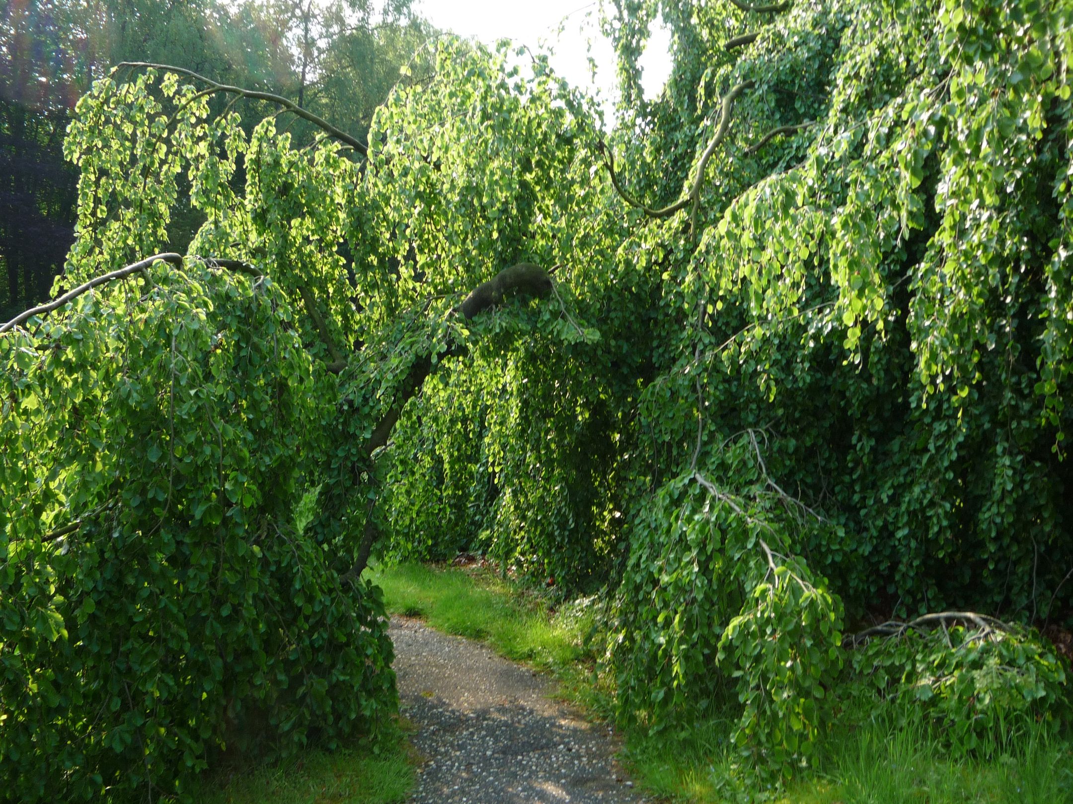 Foto 30 van Laan van Rijnwijk 1-A1