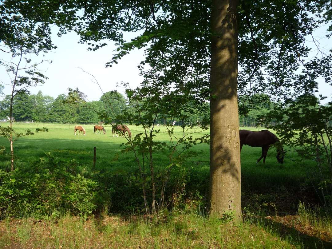 Foto 31 van Laan van Rijnwijk 1-A1