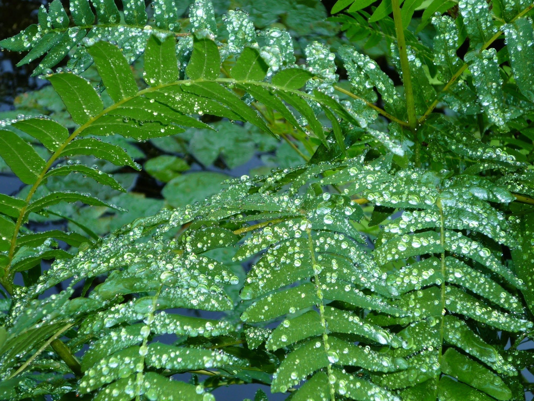 Foto 36 van Laan van Rijnwijk 1-A1