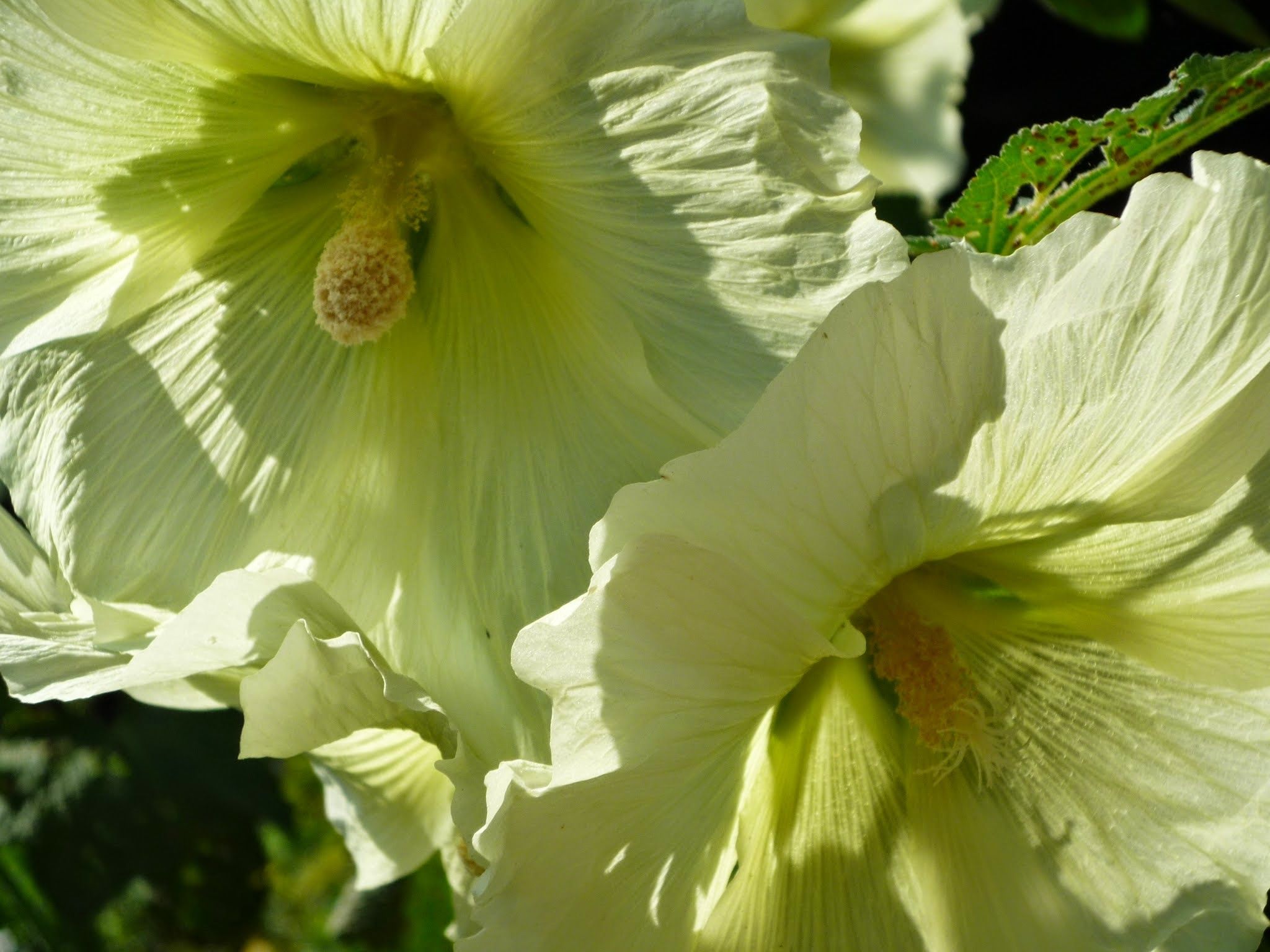 Foto 39 van Laan van Rijnwijk 1-A1