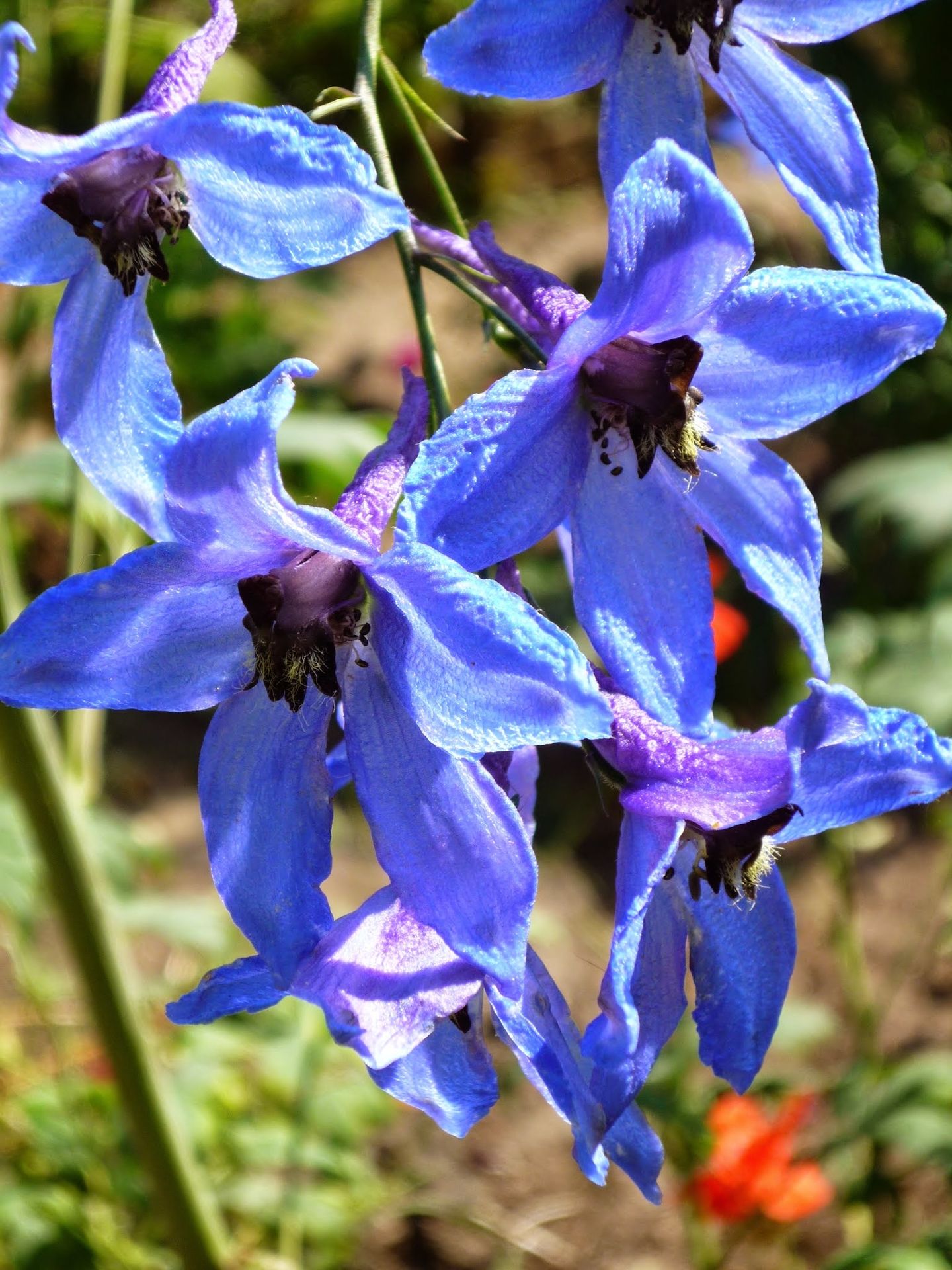 Foto 40 van Laan van Rijnwijk 1-A1