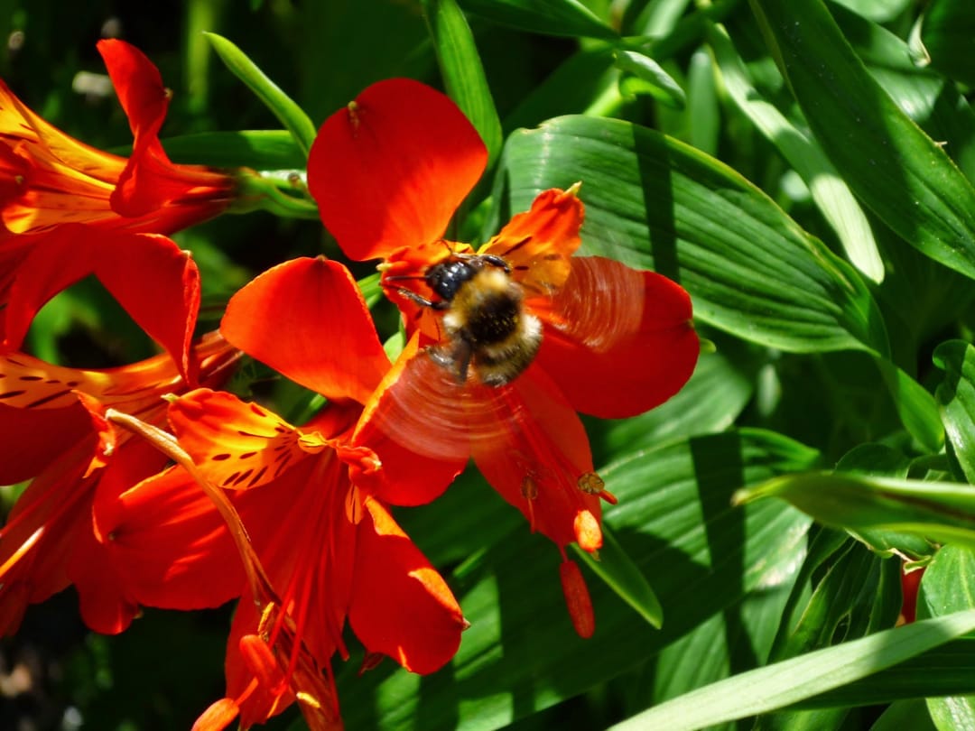 Foto 41 van Laan van Rijnwijk 1-A1