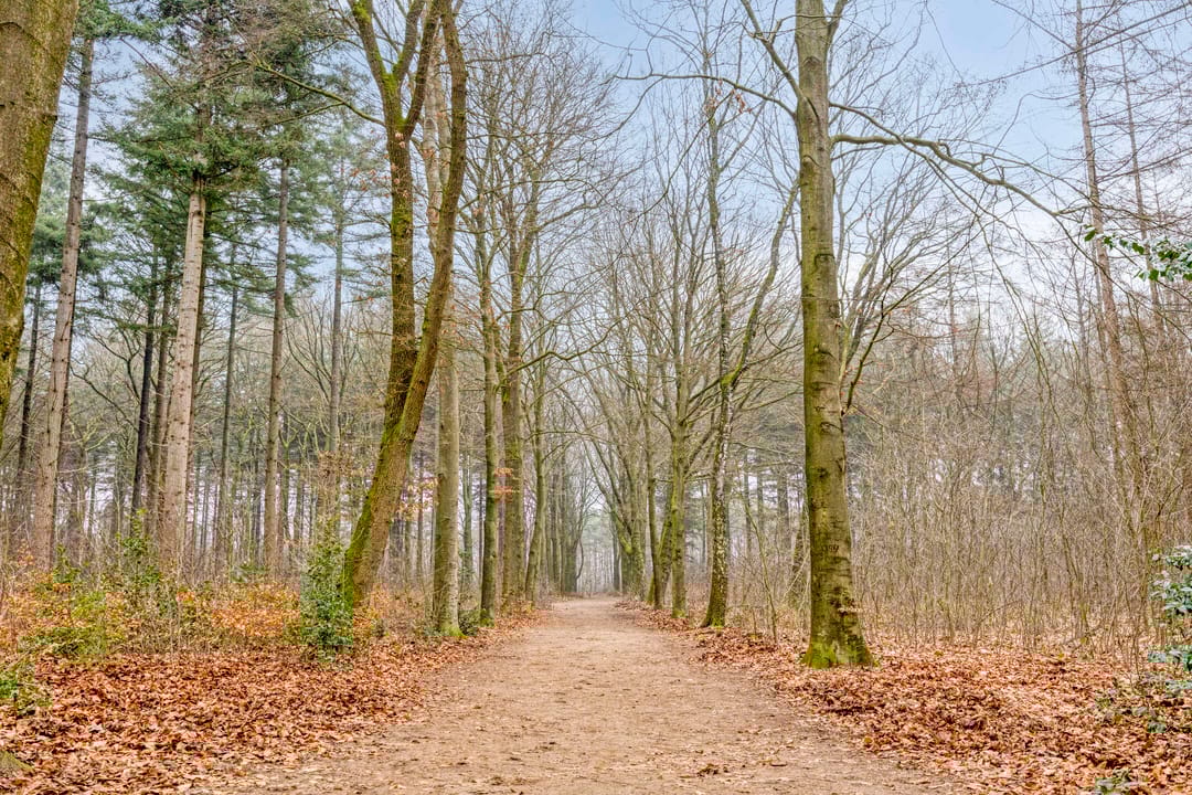 Foto 31 van Immenweg 15-R653