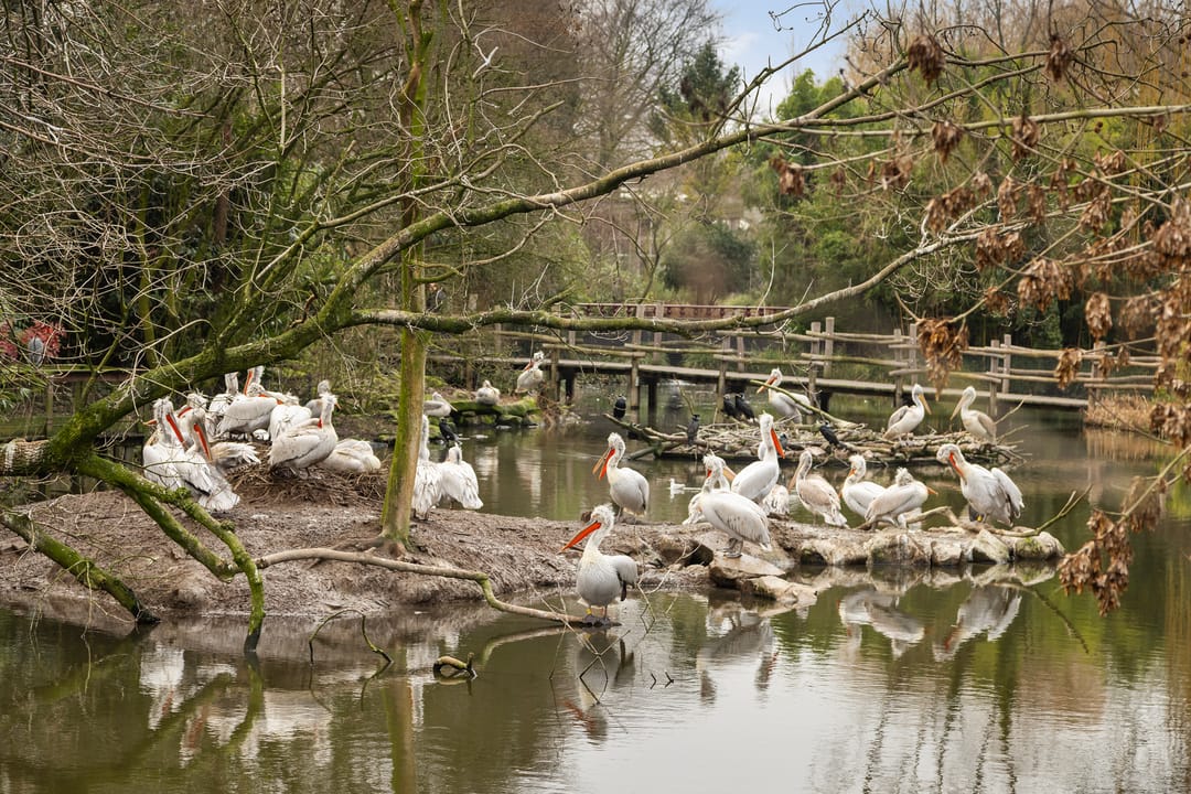 Foto 22 van Bentincklaan 384