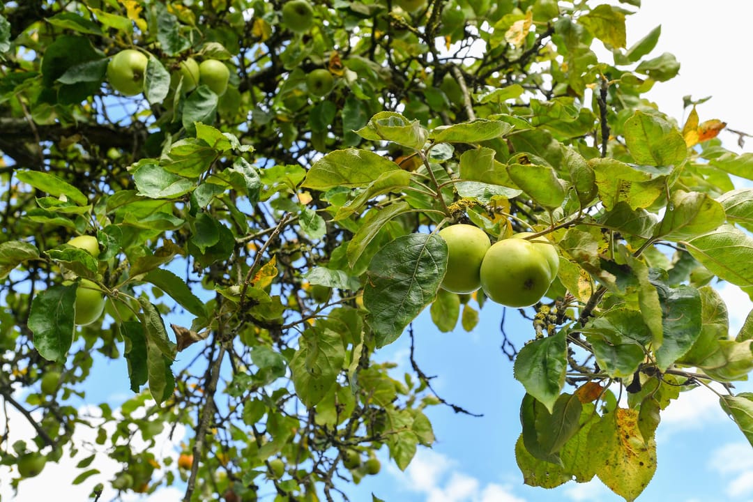 Foto 52 van Koningstraat 17