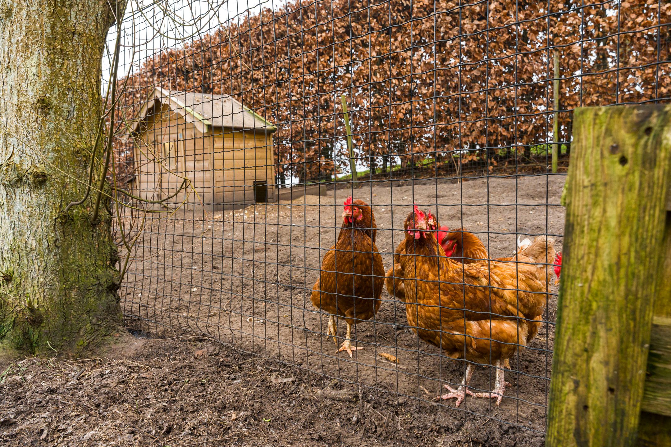 Foto 45 van Veendijk 5