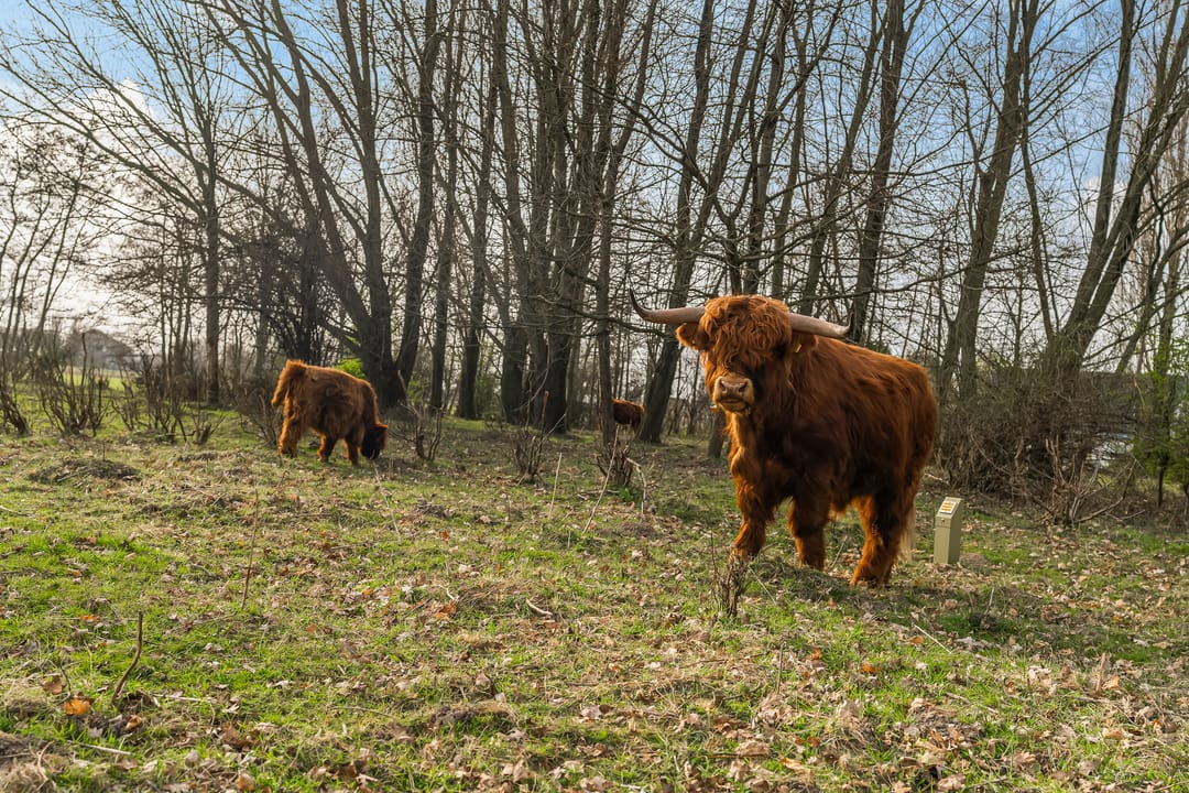 Photo 31 of Turkoois 9