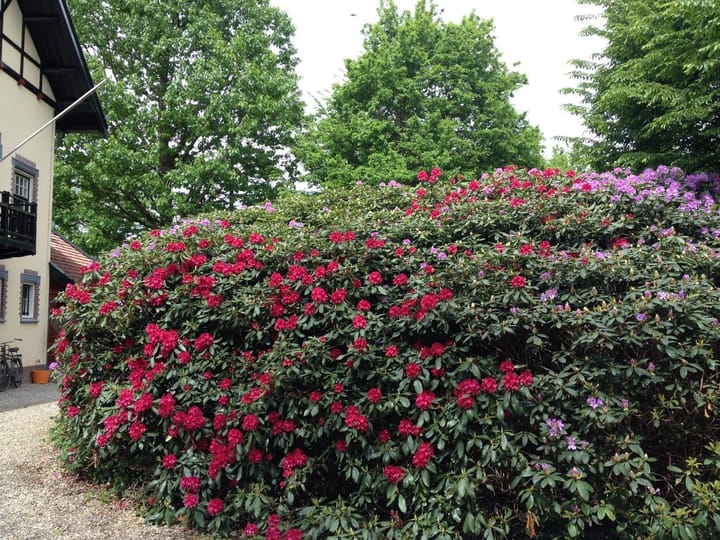 Photo 53 of Rijksstraatweg 38