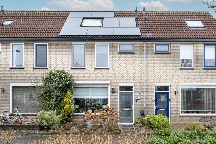 Gerbera 4 main image