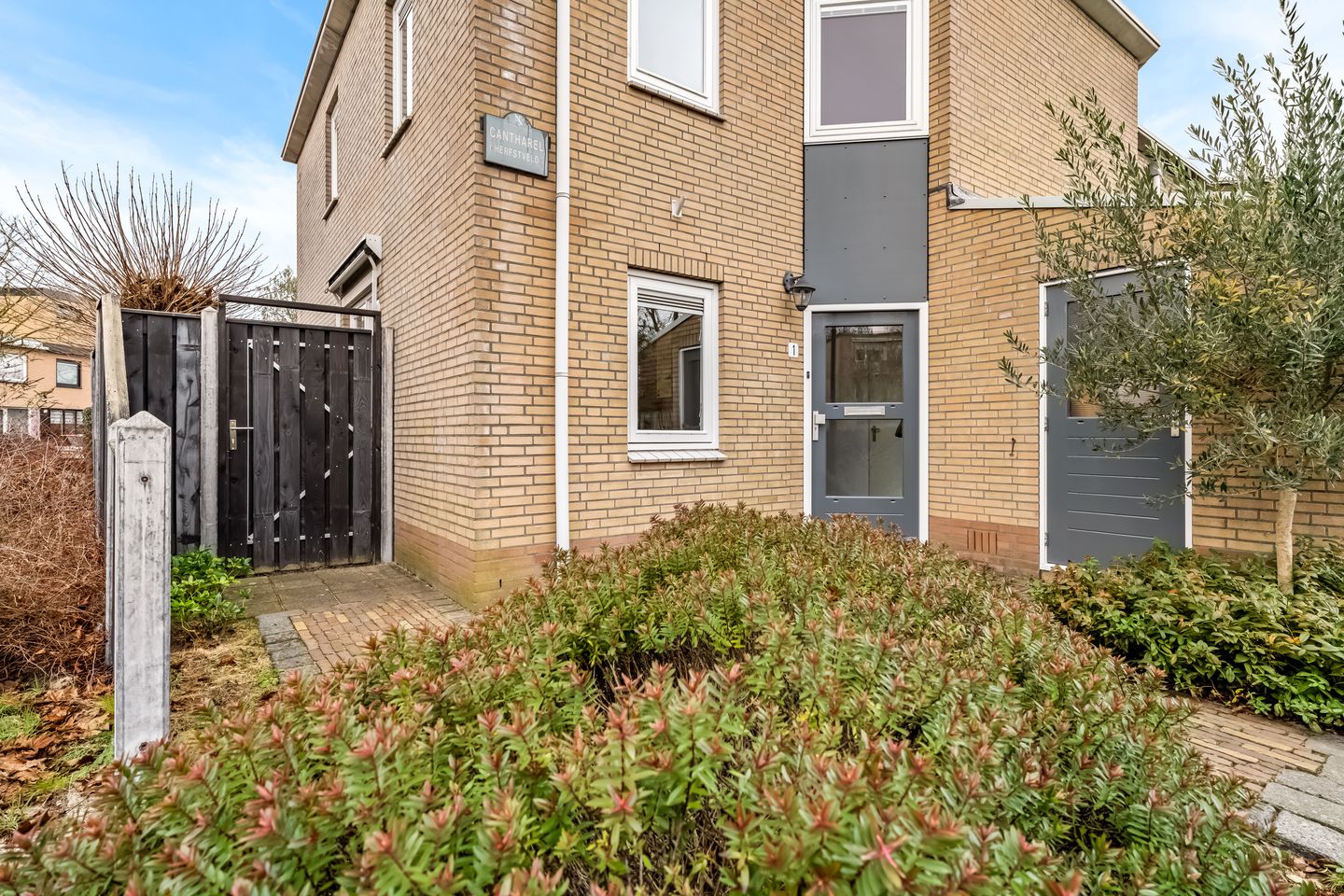 Photo 40 of Cantharel 1