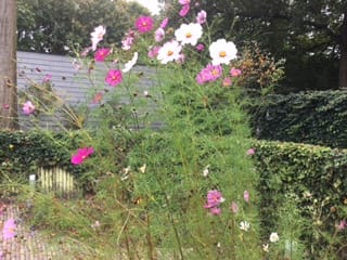 Photo 54 of Kortenhorststraat 17