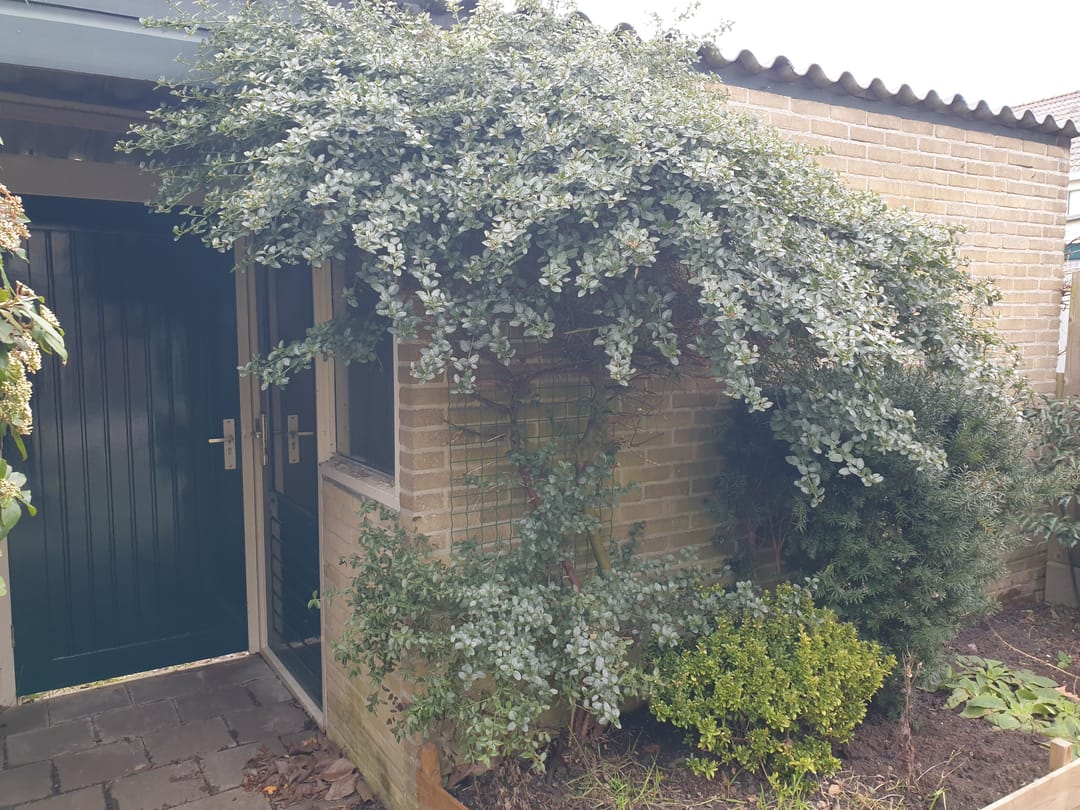 Foto 17 van Acaciastraat 4