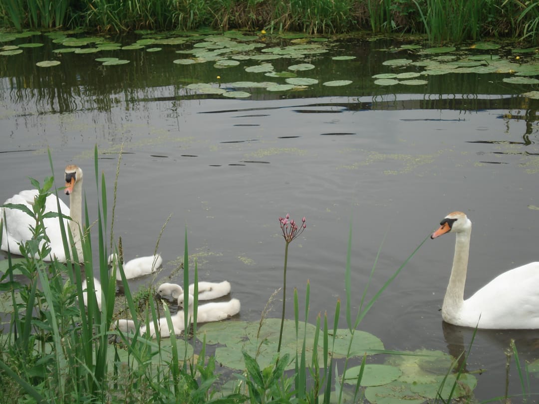 Photo 17 of Het Jaagpad 42