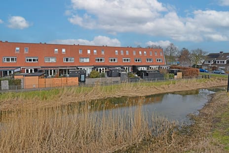 Rugstreeppad thumbnail