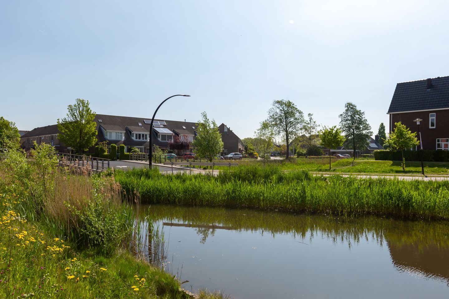 Photo 35 of Rugstreeppad 109