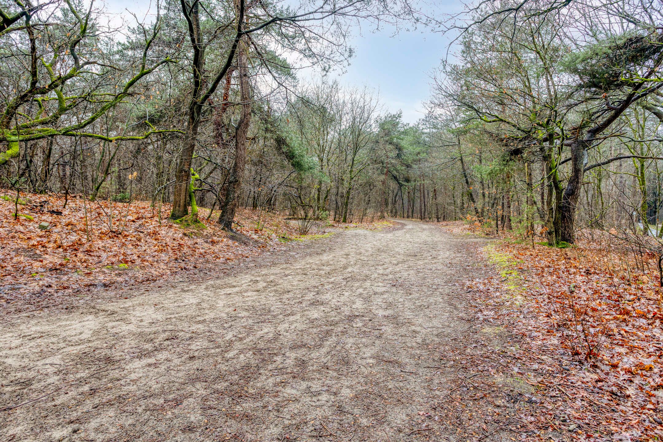 Foto 42 van Parelmoervlinder 83