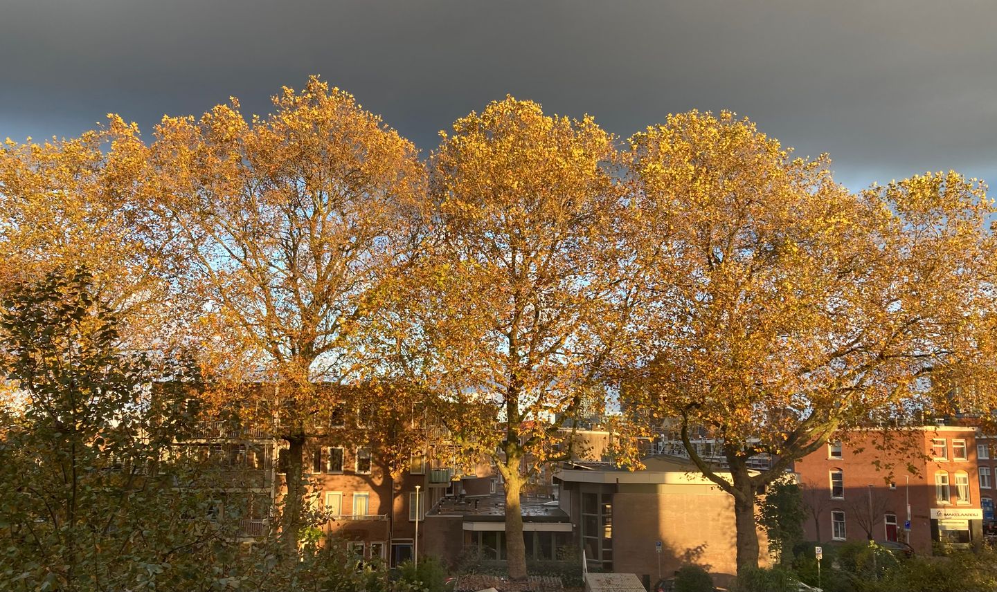 Foto 35 van Tanimbarkade 85