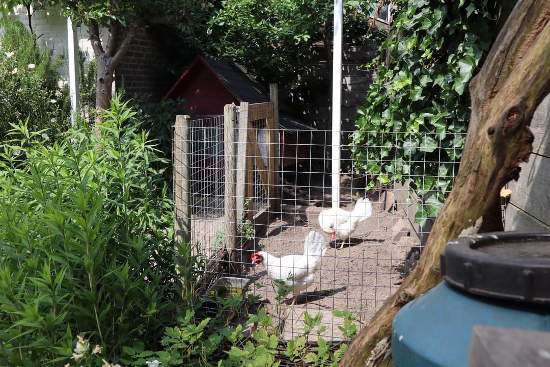 Foto 53 van Korhoenstraat 44