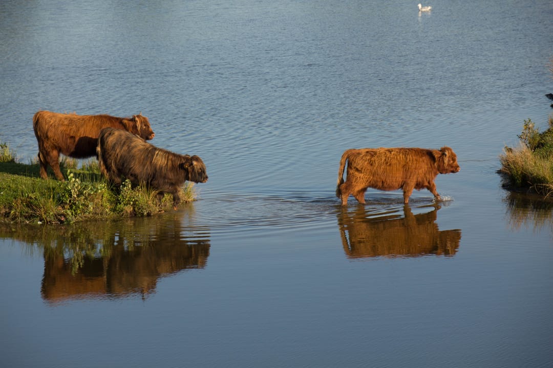 Foto 47 van Dalempromenade 11