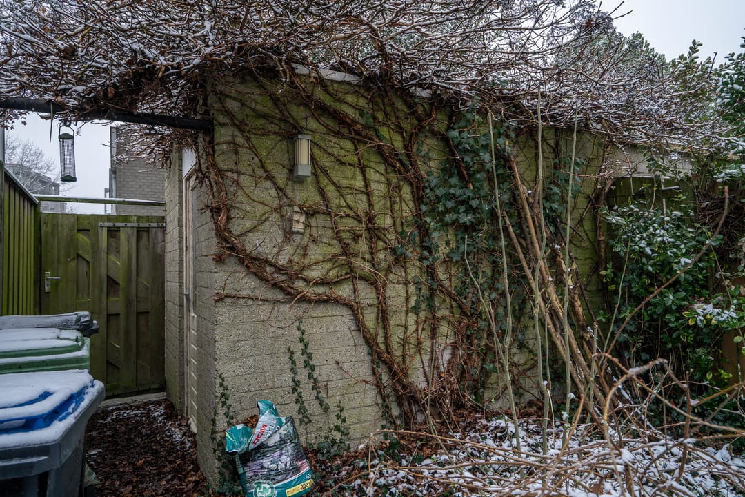 Photo 31 of Callistopad 6