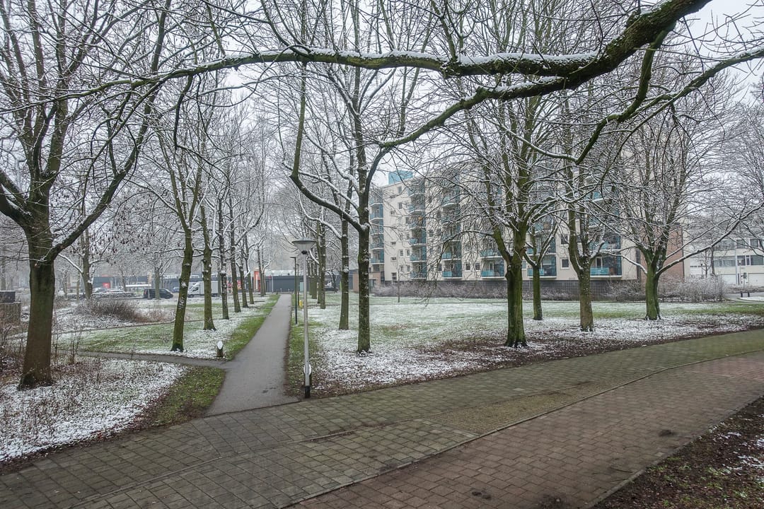 Photo 32 of Callistopad 6