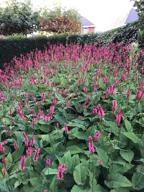 Foto 58 van Broekveeweg 35