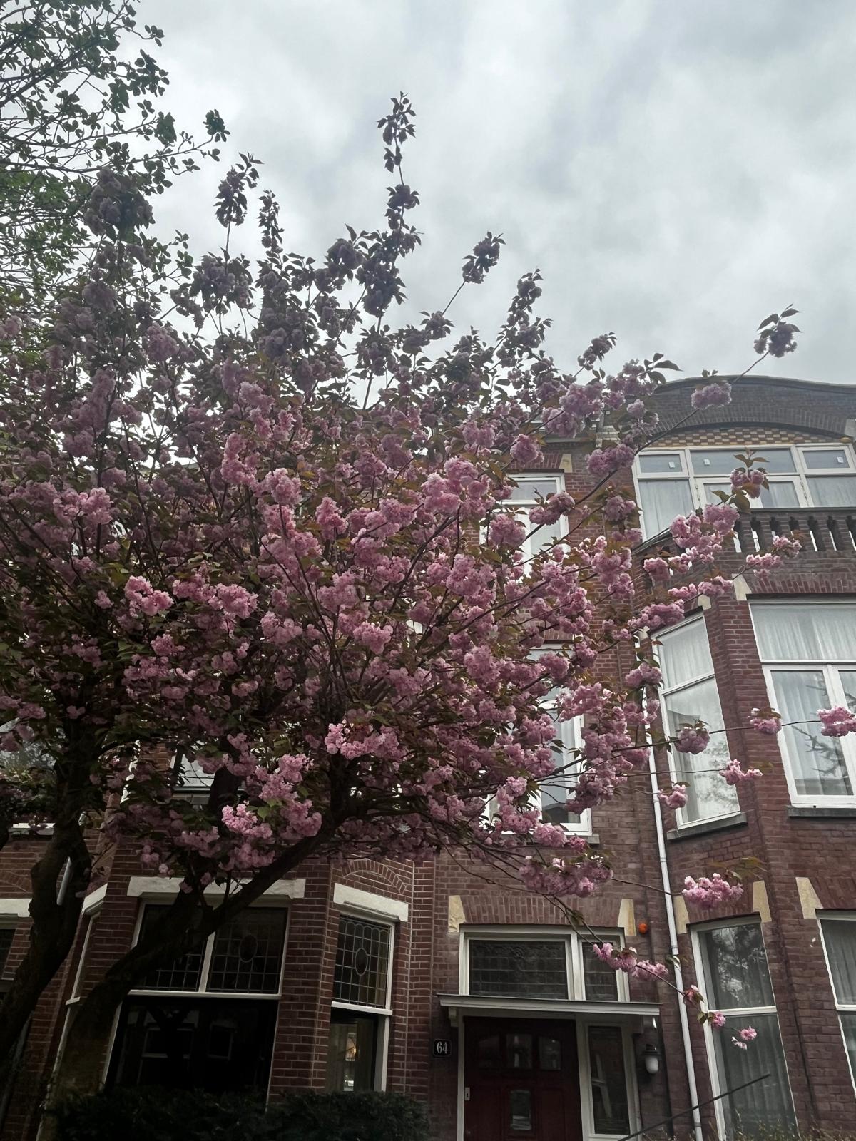 Photo 114 of Ten Hovestraat 62