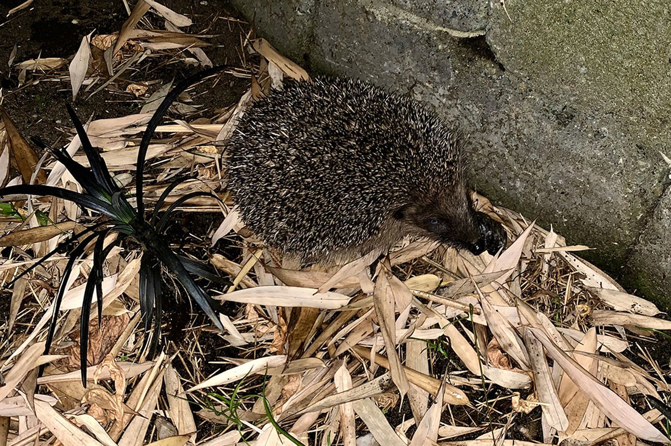 Foto 55 van Hermelijnedreef 3