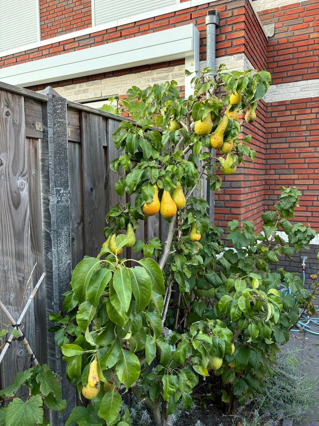 Foto 17 van Waterhoen 5