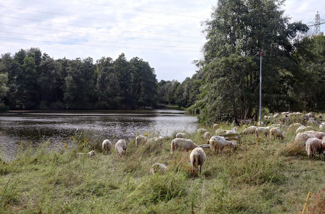 Foto 31 van Malvert 6913