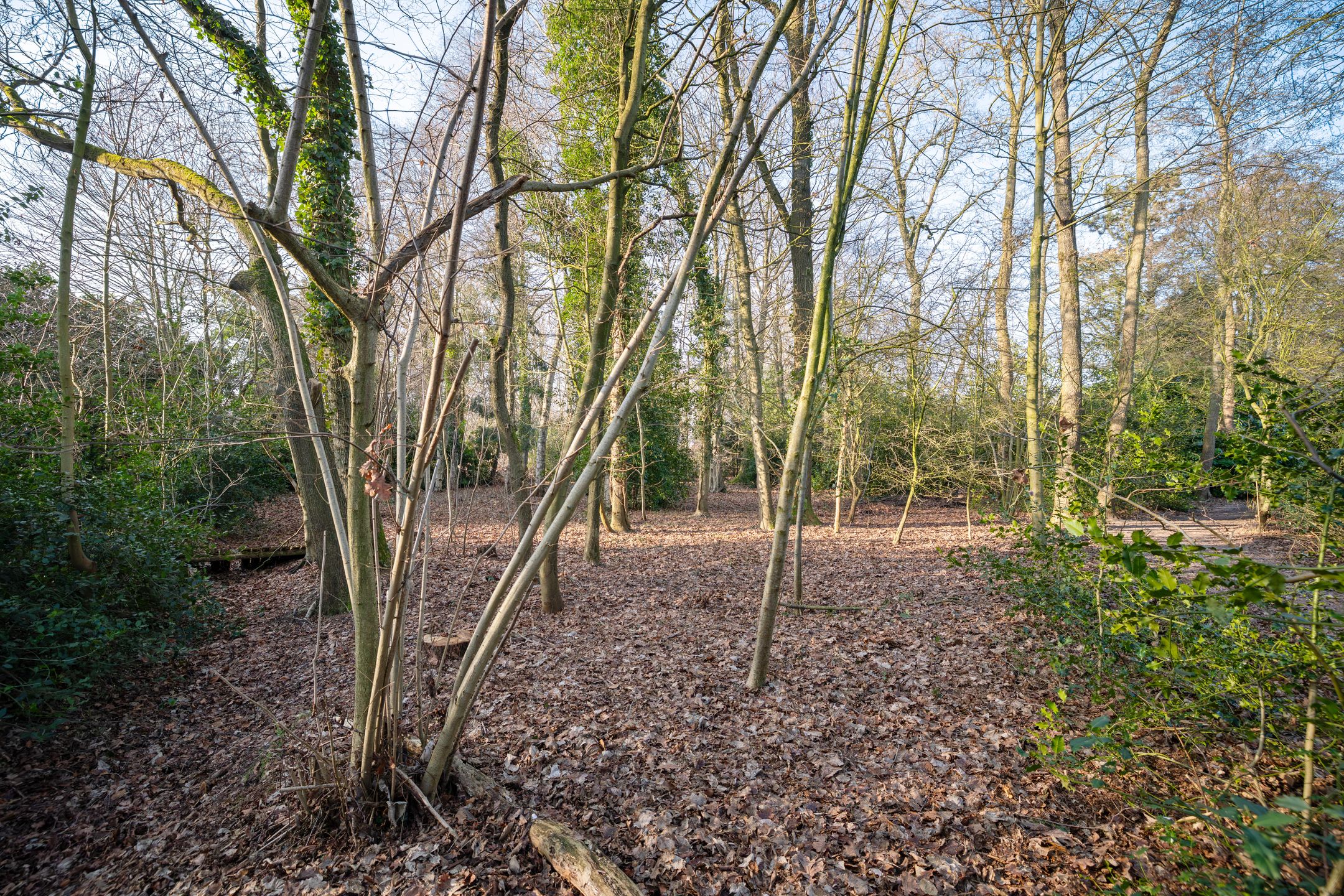 Photo 24 of Schelfhorst 16