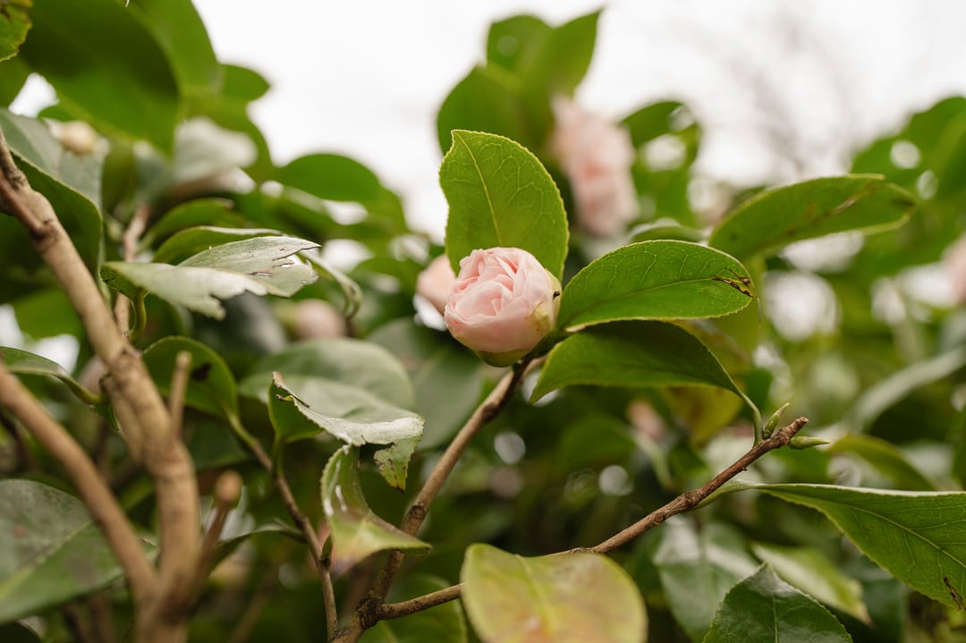 Foto 58 van Van der Oudermeulenlaan 19