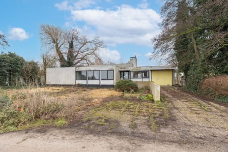 Beets 136 secondary image