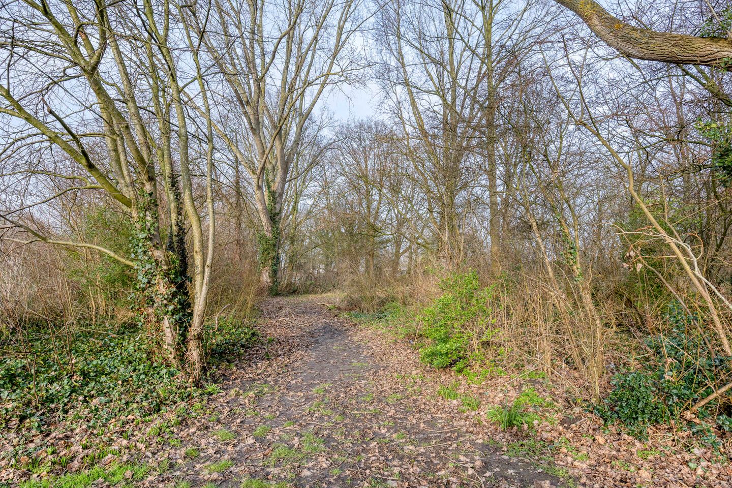 Foto 49 van Ribesstraat 12