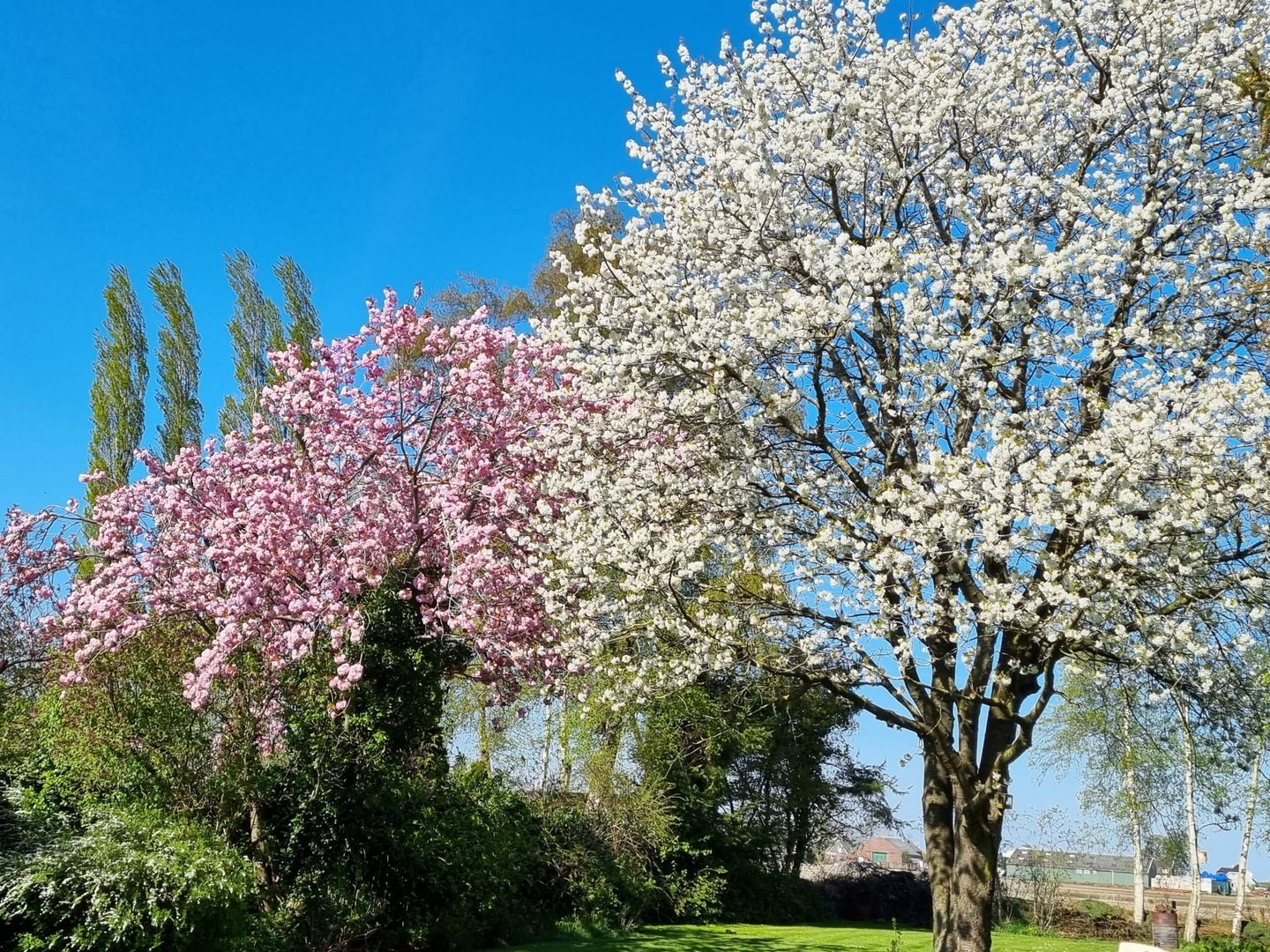 Photo 49 of Koppelwijk OZ 10