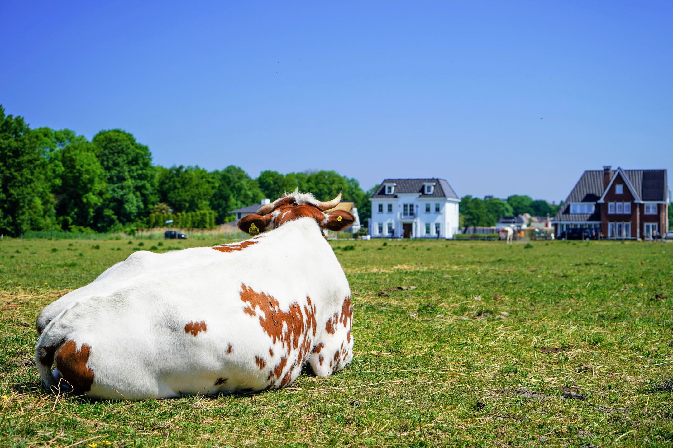 Foto 18 van Herenhuizen (Bouwnr. 110)