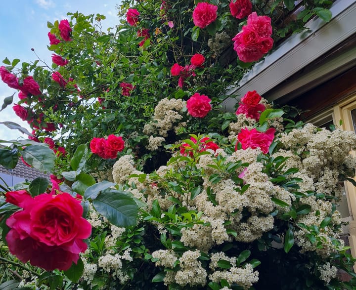 Foto 32 van De Wijzend 38