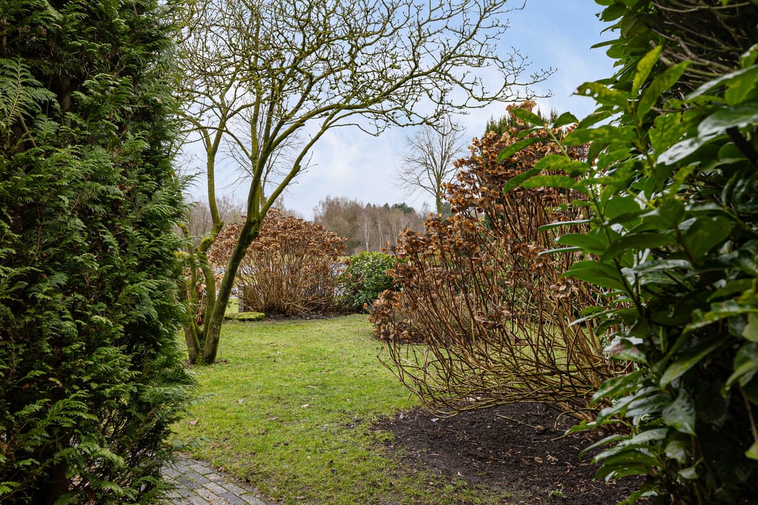 Foto 41 van Grijze Kraai 25