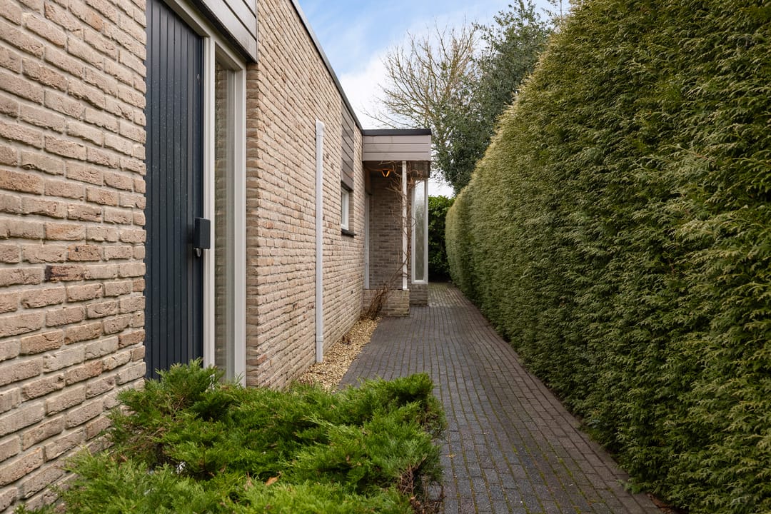 Foto 47 van Grijze Kraai 25