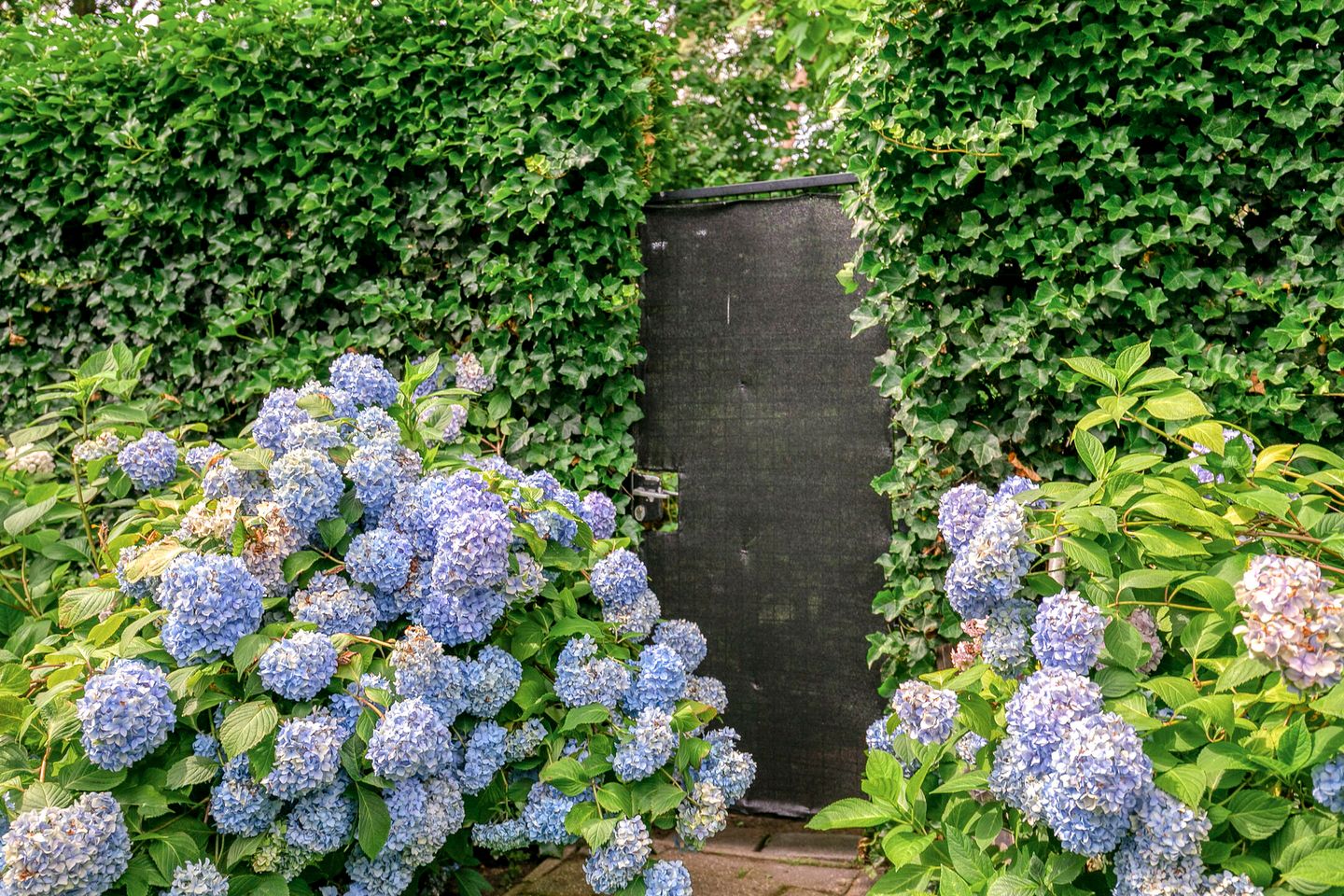 Foto 79 van van Hornestraat 15