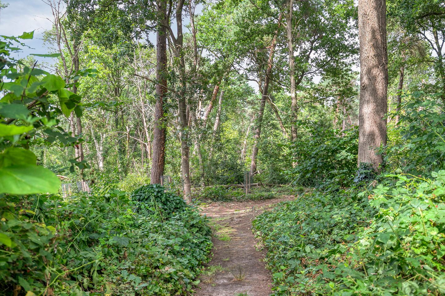 Foto 80 van van Hornestraat 15