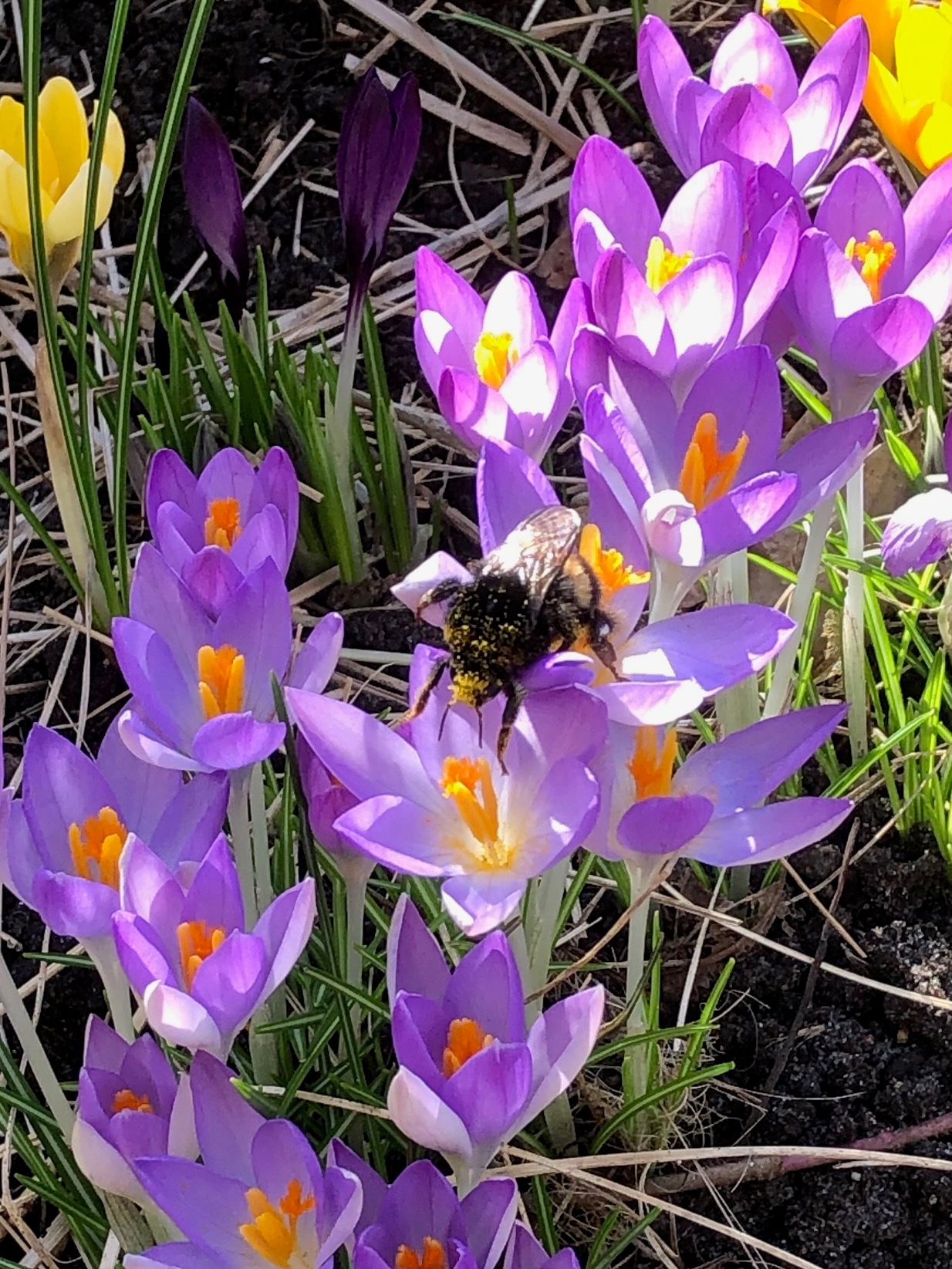 Foto 4 van Slauerhofflaan 5