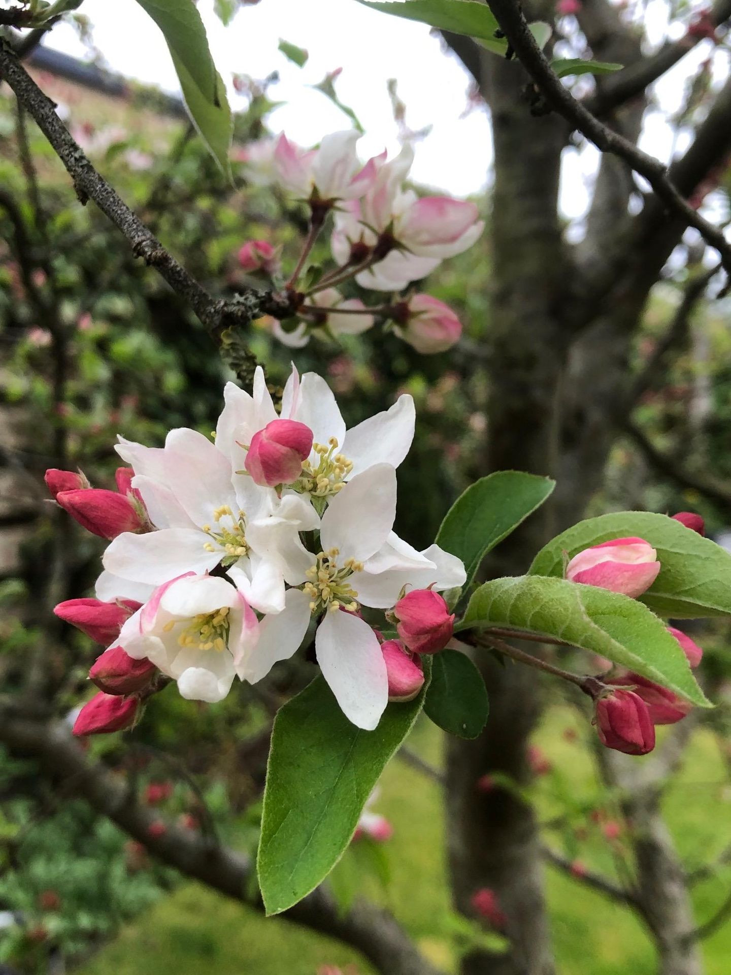 Foto 35 van Slauerhofflaan 5